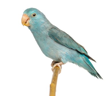 Pasifik parrotlet, forpus coelestis, şube beyaz arka plan üzerinde tünemiş.