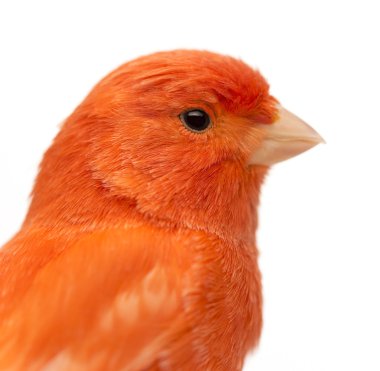 Close up of a Red canary, Serinus canaria, against white background clipart