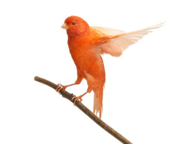 Red canary Serinus canaria, perched on a branch against white background clipart