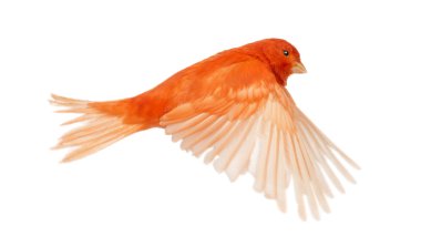 Beyaz arka plan üzerinde uçan kırmızı Kanarya serinus canaria