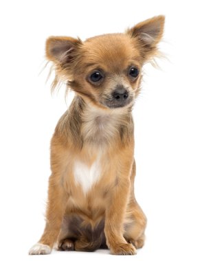 Chihuahua oturma ve uzağa bakarak beyaz arka planı