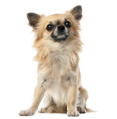 Chihuahua, 1,5 yıl yaşlı, oturma ve beyaz arka plan kamera bakıyor