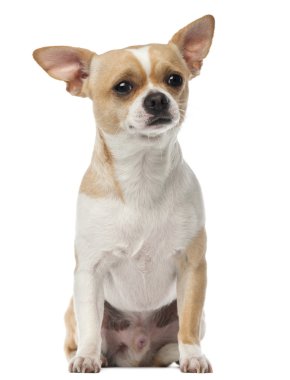 Chihuahua, 2 yıl yaşlı, oturma ve beyaz arka plan kamera bakıyor