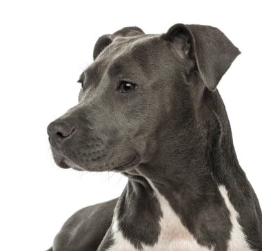bir Amerikan staffordshire terrier yavrusu, 6 aylık uzağa beyaz arka planı seyir Close-Up