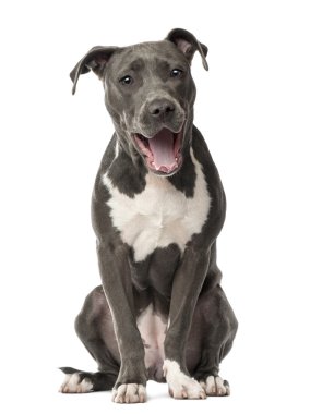 Amerikan staffordshire terrier köpek yavrusu, 6 ay yaşlı, beyaz arka planı esneme ve oturma