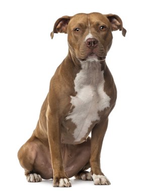 Amerikan staffordshire terrier oturma ve beyaz arka plan kamera bakıyor