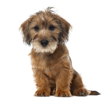 karışık-breed köpek yavrusu, 3 ay yaşlı, oturma ve beyaz arka planı aşağı bakıyor