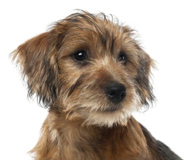 karışık-breed köpek yavrusu, 3 aylık uzaklıkta beyaz arka planı seyir Close-Up