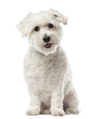 coton de tulear, 22 ay yaşlı, oturma ve beyaz arka plan kamera bakıyor