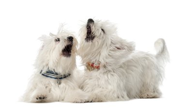 iki Malta köpeği, 2 yaşında, yalan ve karşı mücadele oyun arka plan beyaz