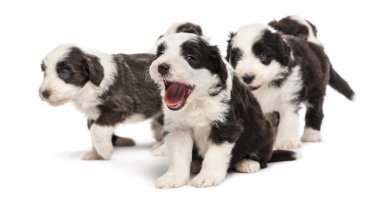 Bearded Collie puppies, 6 weeks old, sitting, standing. Focus on the yawning puppy against white background clipart