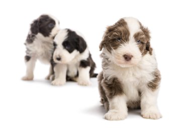 Sakallı kömür ocağı köpek, 6 hafta yaşlı, oturma ve diğer iki beyaz arka planda