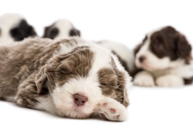 Close up of a Bearded Collie puppy, 6 weeks old, sleeping and in the background others are lying against white background clipart