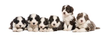 Group of Bearded Collie puppies, 6 weeks old, sitting and lying in a row against white background clipart