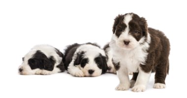 Sakallı kömür ocağı köpek yavrusu, 6 hafta yaşlı, ayakta ve diğerleri beyaz arka planı yatıyor musun arka planda