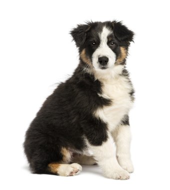 Avustralyalı çoban köpek yavrusu, 3 ay yaşlı, oturma ve beyaz arka plan kamera bakıyor