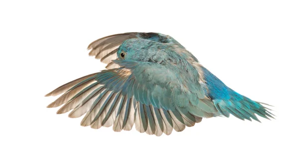 太平洋 parrotlet，forpus coelestis，白色背景下飞行 — 图库照片