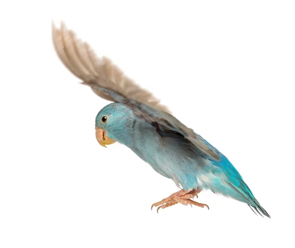 Pacific Parrotlet, Forpus coelestis, voando contra fundo branco — Fotografia de Stock