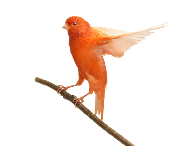 Canário vermelho Serinus canaria, empoleirado em um ramo contra fundo branco — Fotografia de Stock