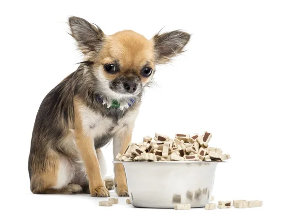 Chihuahua culpado sentado ao lado de tigela de comida contra fundo branco — Fotografia de Stock