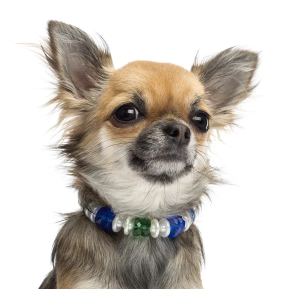 Primo piano di Chihuahua guardando la fotocamera sullo sfondo bianco — Foto Stock