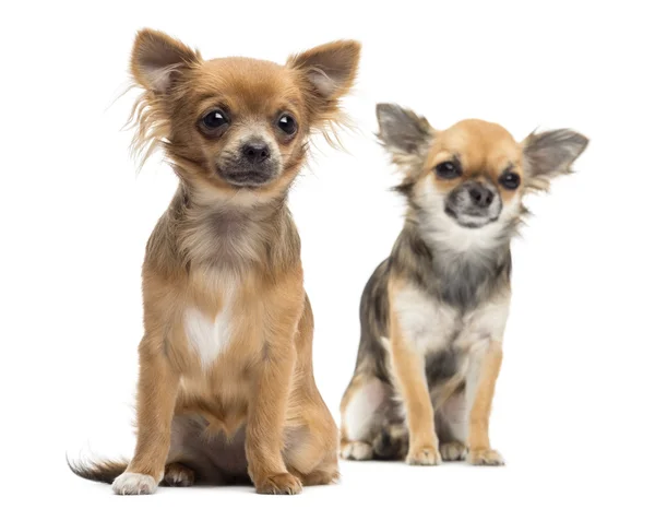 Två chihuahuas sitter tittar bort mot vit bakgrund — Stockfoto