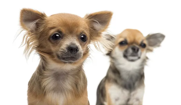 Close-up de dois Chihuahuas olhando para o fundo branco — Fotografia de Stock