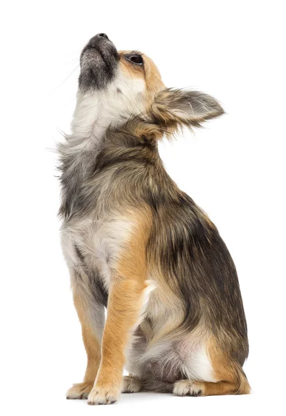 Chihuahua sitting and looking up against white background — Stock Photo, Image