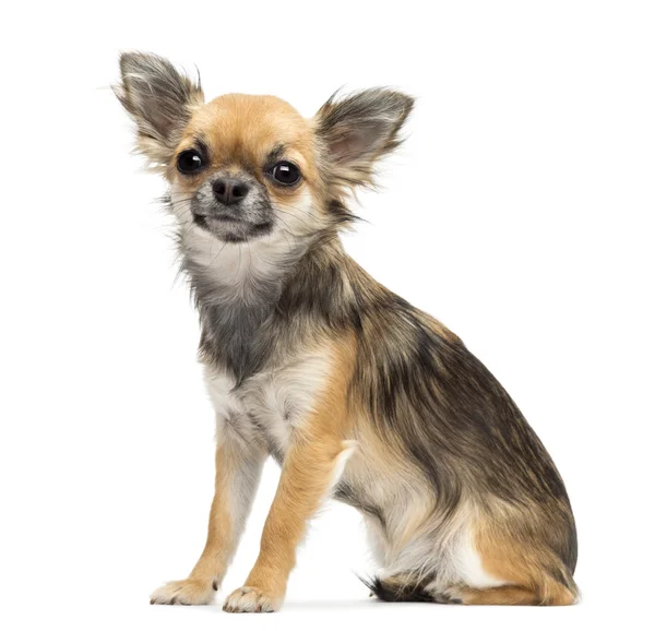 Chihuahua sitter och tittar på kameran mot vit bakgrund — Stockfoto