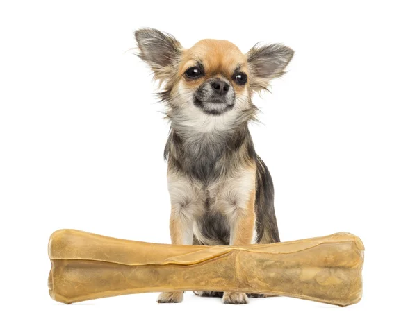 Chihuahua vergadering achter knokkel bot en op zoek weg tegen witte achtergrond — Stockfoto