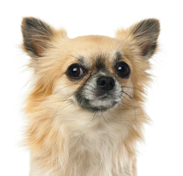 Close-up of Chihuahua, 1.5 years old, looking at camera against white background — Stock Photo, Image