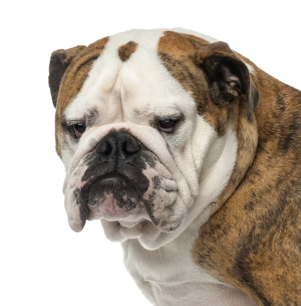 Close-up van een Engels bulldog, 4 jaar oud, op zoek weg tegen witte achtergrond — Stockfoto