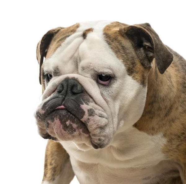 Primo piano di un Bulldog inglese, 4 anni, che guarda da un'altra parte sullo sfondo bianco — Foto Stock