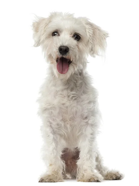Maltese hond, 3 jaar oud, zitten en kijken naar camera tegen witte achtergrond — Stockfoto