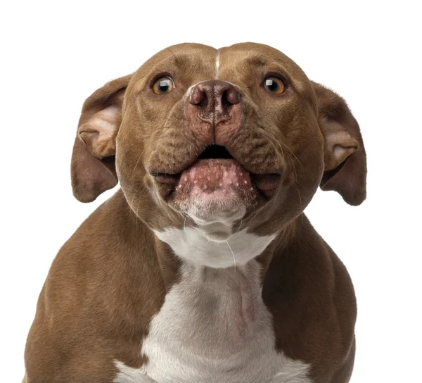 Close-up of an American Staffordshire Terrier barking against white background — Stock Photo, Image