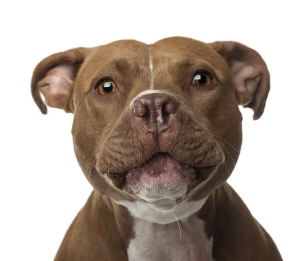 Close-up of an American Staffordshire Terrier looking at camera against white background — Stock Photo, Image