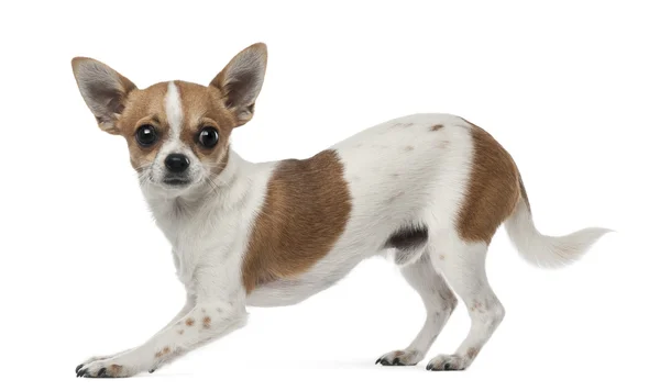 Boční pohled Chihuahua, 8 měsíců stará, při pohledu na fotoaparát proti Bílému pozadí — Stock fotografie