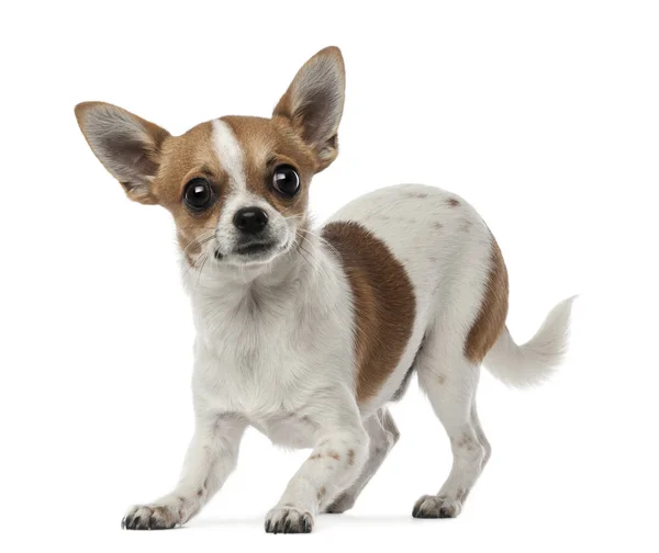 Chihuahua, 8 months old, looking at camera against white background — Stock Photo, Image