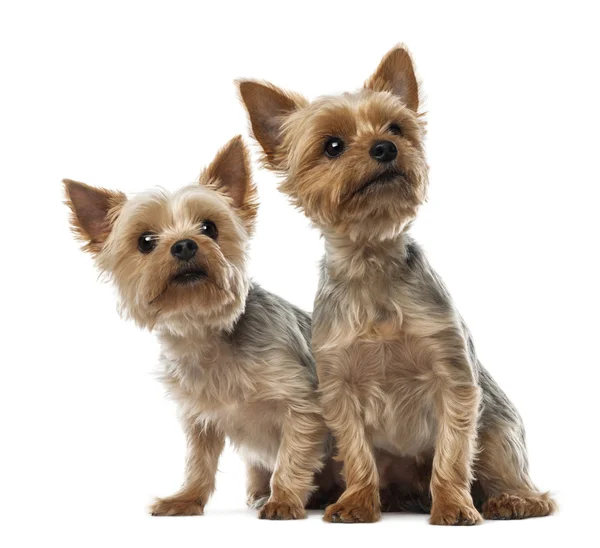 Two Yorkshire Terriers sitting and looking away against white background — Stock Photo, Image