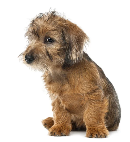 Mixed-breed dog puppy, 3 months old, sitting against white background — Stock Photo, Image