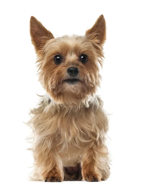 Yorkshire terrier, 9 jahre alt, sitzt vor weißem hintergrund und blickt in die kamera — Stockfoto