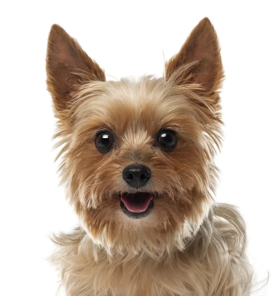 Primer plano de Yorkshire Terrier, 9 años, mirando a la cámara sobre fondo blanco — Foto de Stock