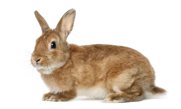 Conejo acostado sobre fondo blanco — Foto de Stock