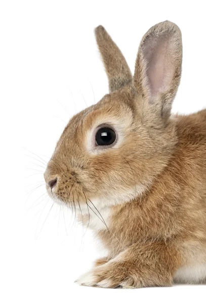 Kaninchen liegt vor weißem Hintergrund — Stockfoto