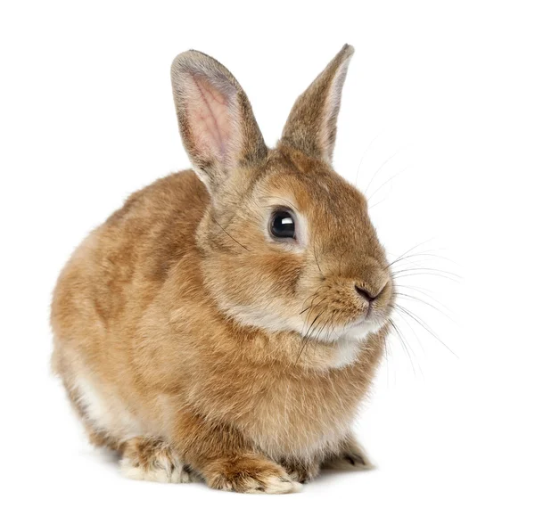 Russian Rabbit Sitting White Background Stock Photo by ©lifeonwhite 200806000