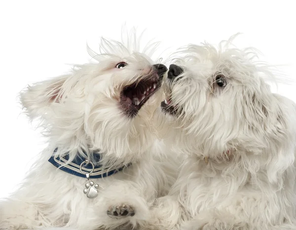 Två Maltesiska hundar, 2 år gammal, spela kämpar mot vit bakgrund — Stockfoto