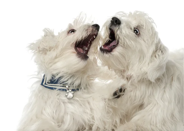 Dos perros malteses, de 2 años, juegan luchando contra el fondo blanco — Foto de Stock