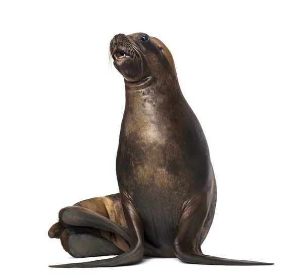 California Sea Lion, 17 years old, looking up against white background — Stock Photo, Image