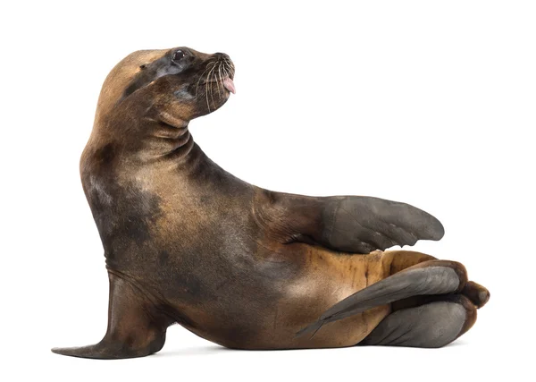 California Sea Lion, 17 years old, lying against white background — Stock Photo, Image