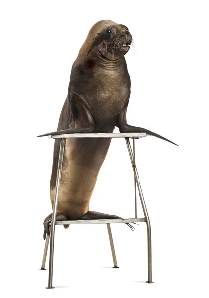 加州海狮，17 岁，站在白色背景的凳子上 — 图库照片